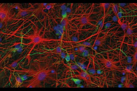 Murine neurons